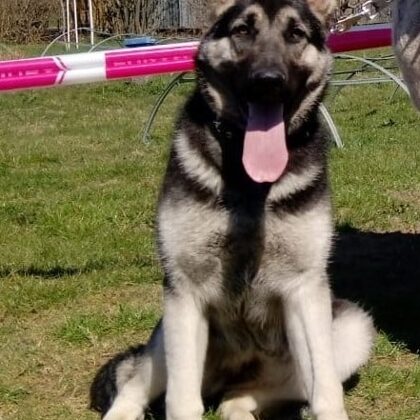 Ситора,вео Алиран