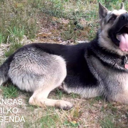 Папа щенков