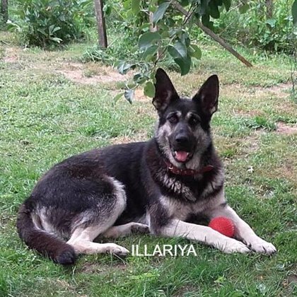 Мама щенков