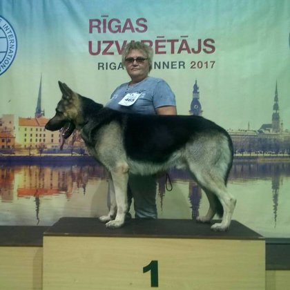 RANCAS VILKO LEGENDA KIPSALA!