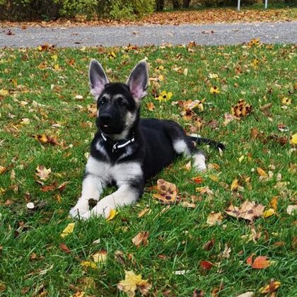 Помет 21 г.Ф.