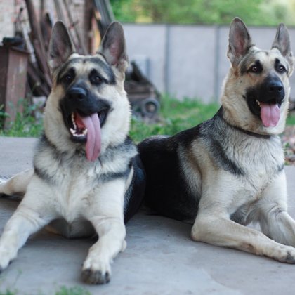 Бабушка и дед щенков