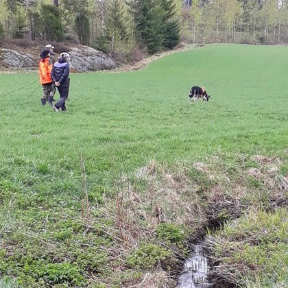 Sasha is taking her first steps in the tracking business (8,5 months old)