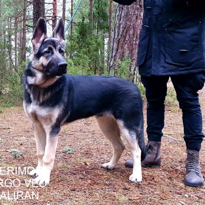 Беримор-Арго,вео Алиран