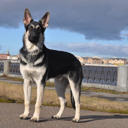 Барон вео АЛИРАН
