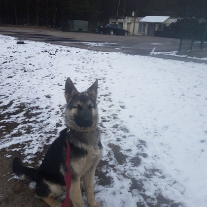 Щенкам 6 месяцев .На дрессировку!